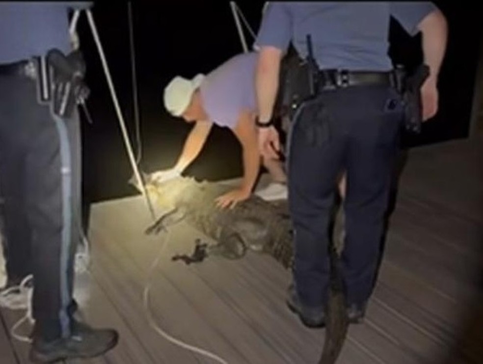 Animal foi solto próximo a um canal, em uma área segura, para que não representasse risco à população — Foto: Reprodução vídeo