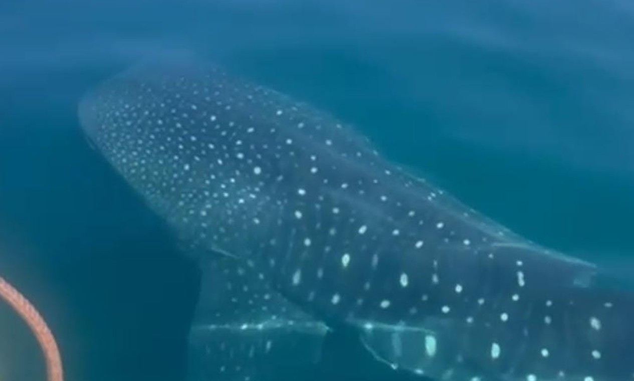 Nadadoras encontram tubarão-baleia em travessia do Leme ao Pontal; veja o vídeo