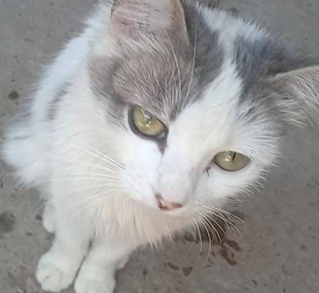 Gata gr&aacute;vida &eacute; morta por dois homens em Minas Gerais, diz pol&iacute;cia