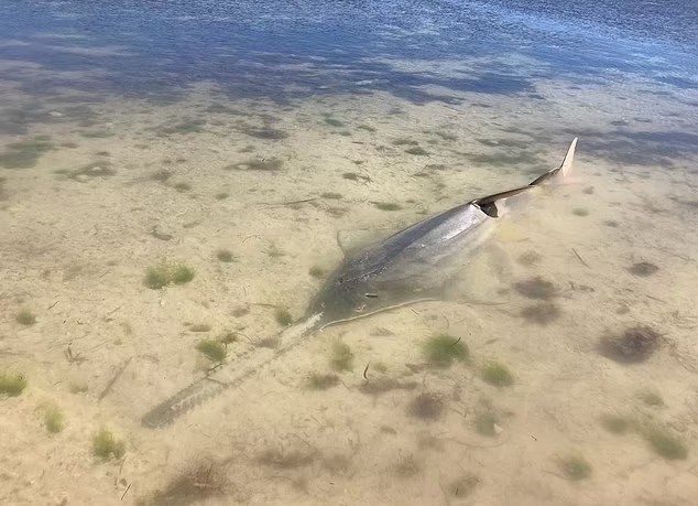'Giro da morte': Cientistas investigam comportamento de peixes-serra na ...