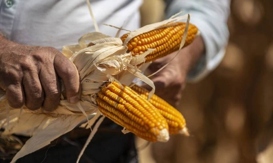 Fazendeiro colhe milho em fazenda do Brasil: país respondeu quase um terço das vendas globais no ano-safra encerrado em agosto