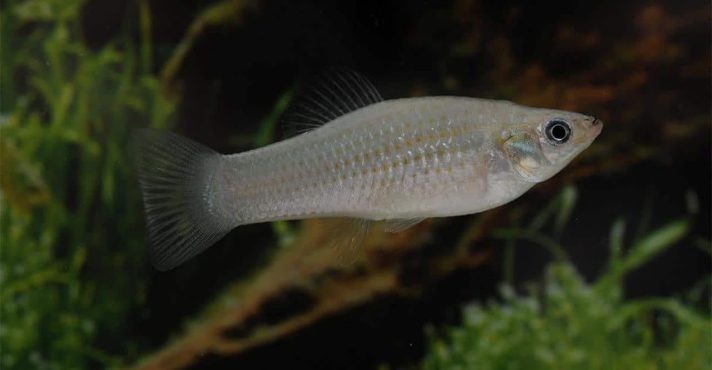 Espécie de peixe formada apenas por fêmeas desafia