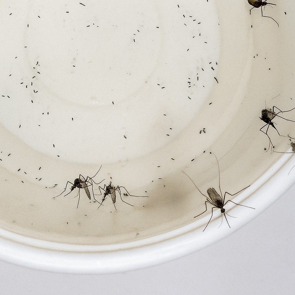 Fêmeas de Mosquito aedes aegypti poseadam ovos emreservatóriod'águano persivemento -foto: Joaquim Ferreira/inpa/inpa/divulgação