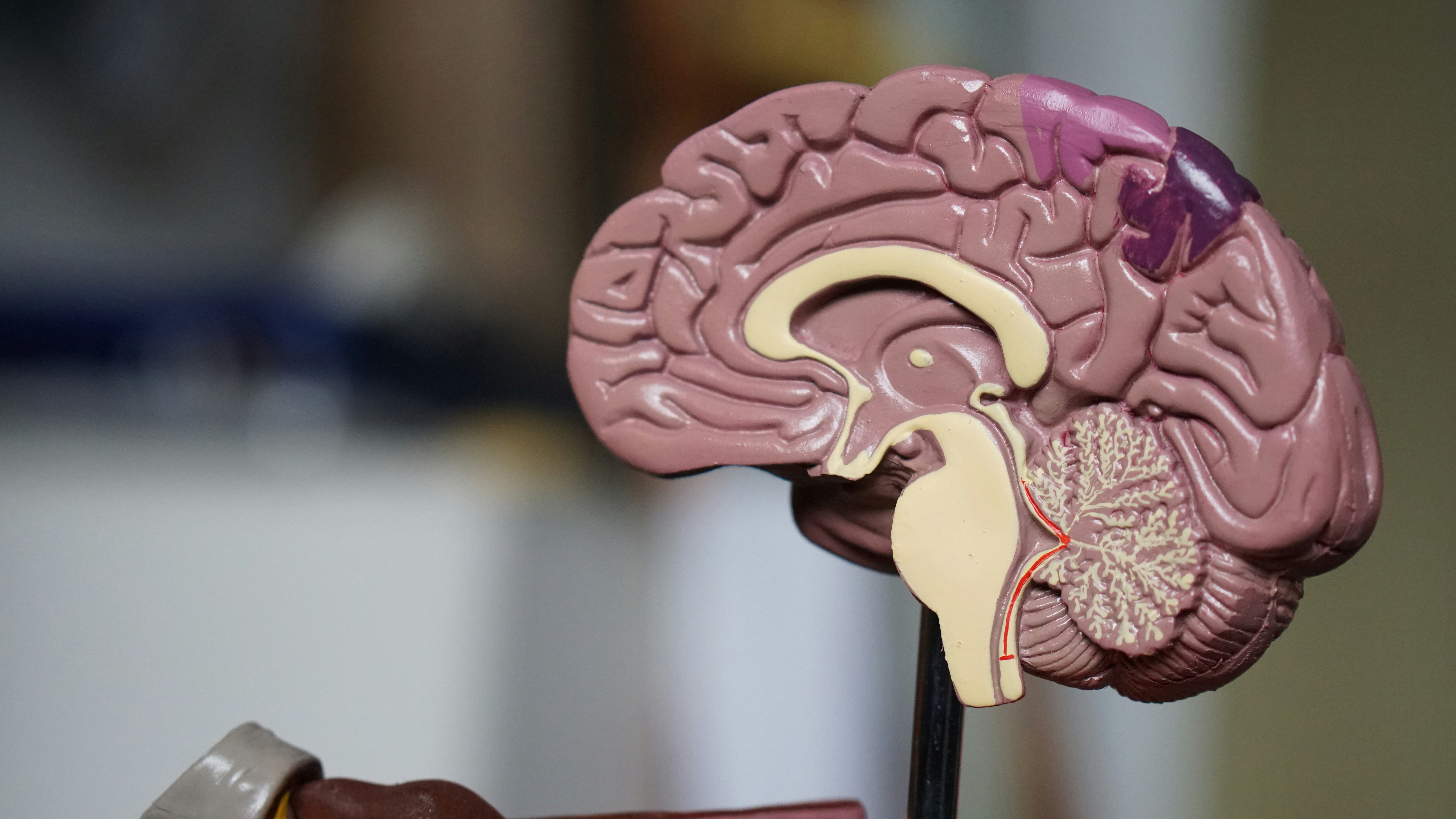 Estudo encontra doença cerebral degenerativa em 215 ex-jogadores da NFL que doaram cérebros para pesquisa - QTU Questões do Universo