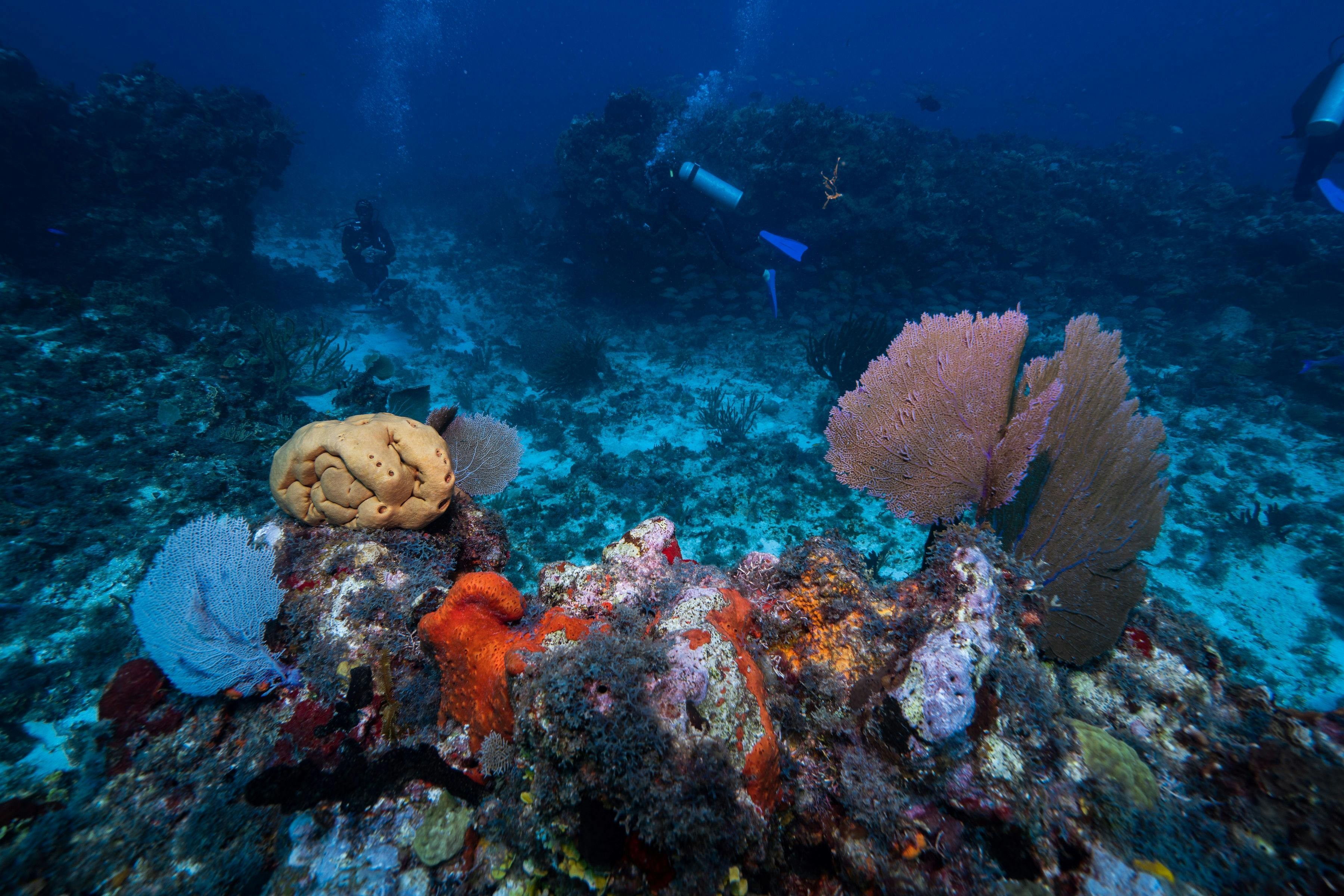 Esponjas de águas profundas sobrevivem na escuridão total do oceano de maneiras surpreendentes; entenda