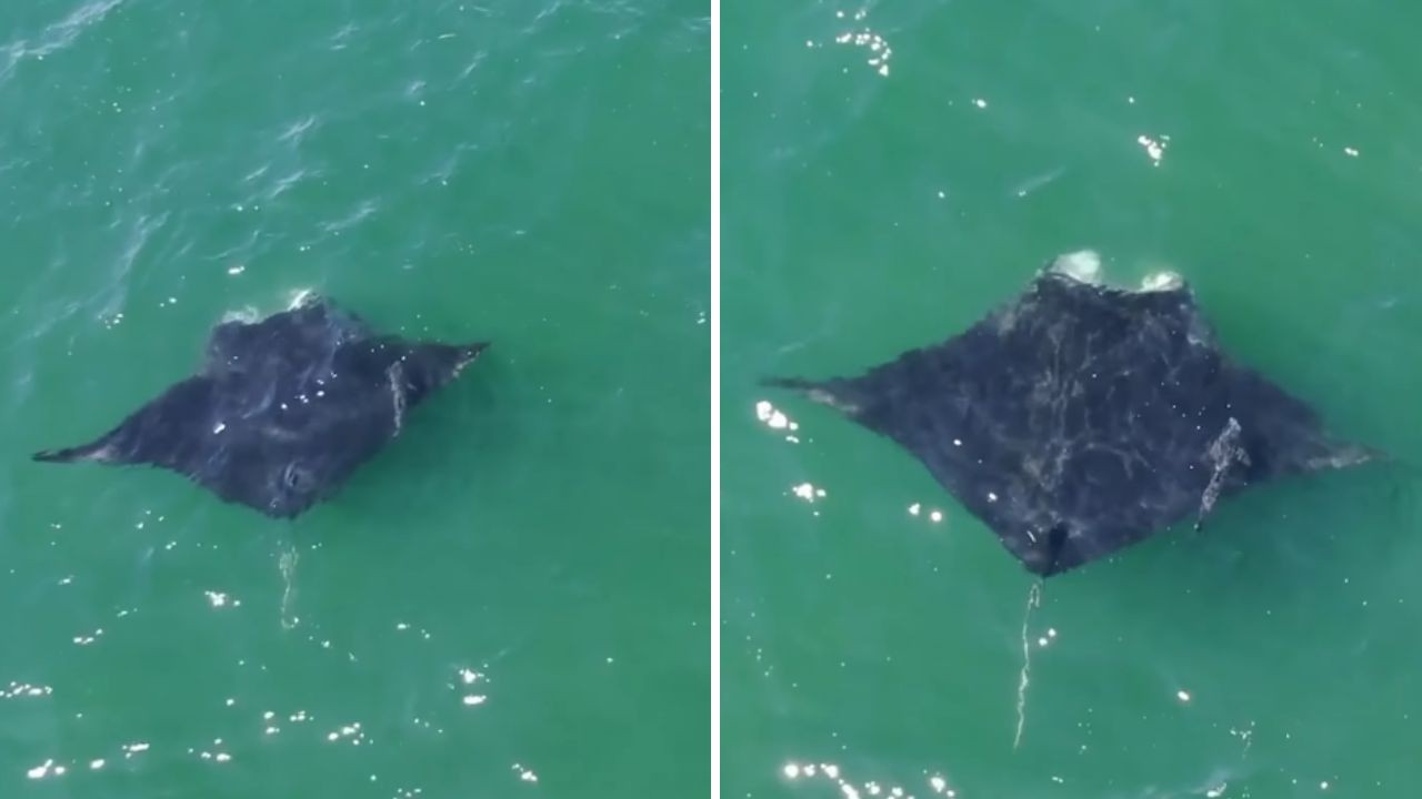 Maior espécie de raia do mundo é avistada na costa de Nova York com ‘passageiro’; assista - QTU Questões do Universo