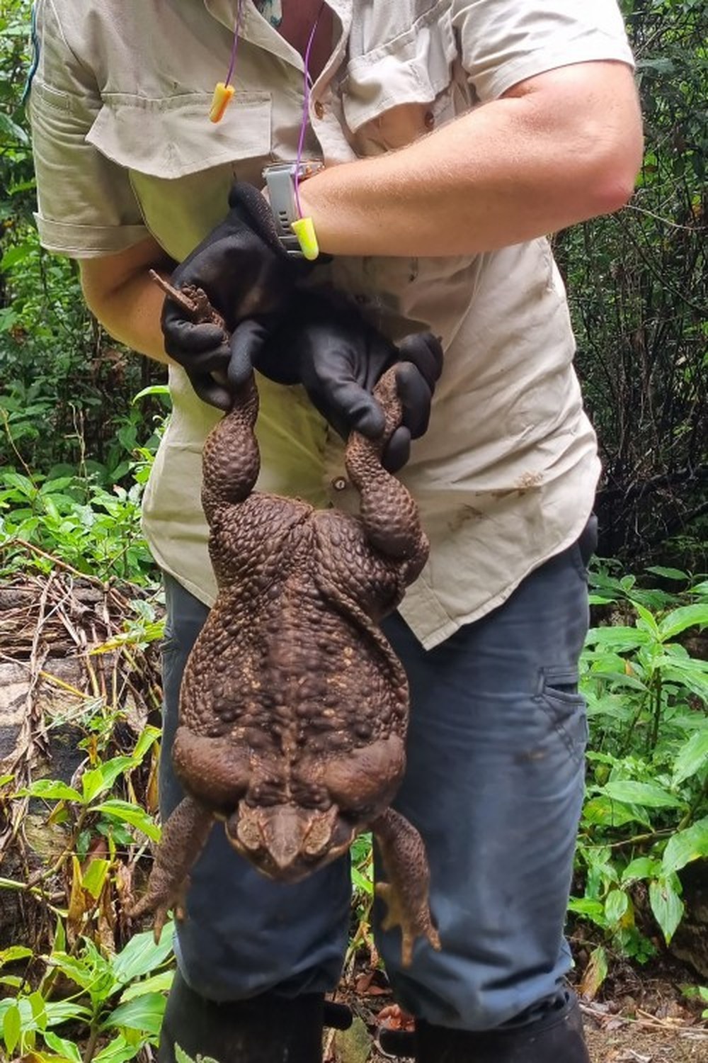 Guardas florestais australianos encontram sapo-cururu gigante de 2,7 kg