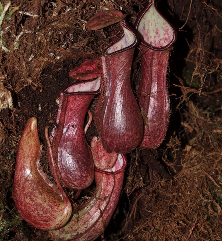 Planta carnívora (Nepenthes pudica) descoberta embaixo de um musgo