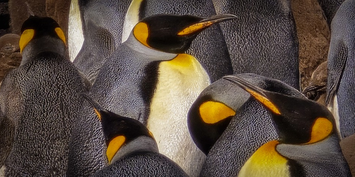 Pinguins ficam juntos 'até que a morte os separe', mas dão seus pulinhos para fora