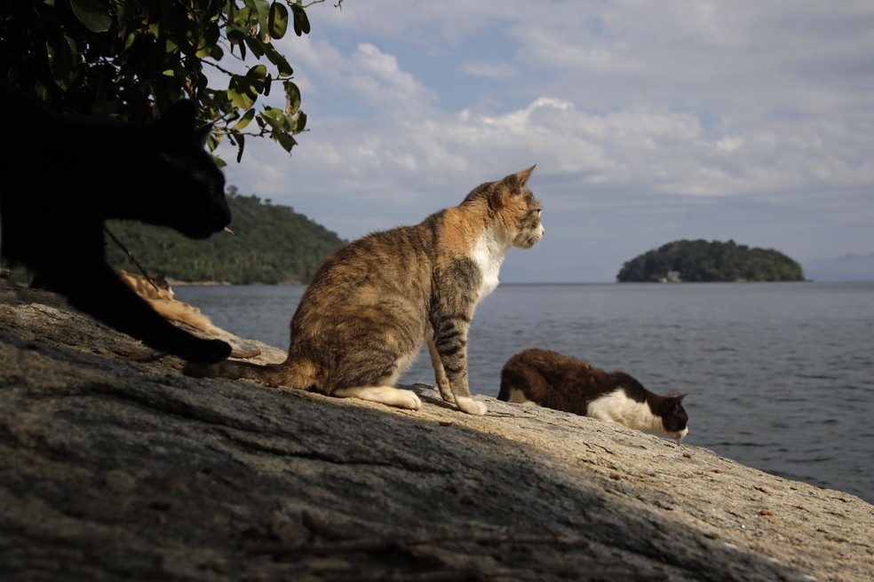 Ilha dos Gatos, em Mangaratiba: local onde habitam mais de 700 animais é cenário de abandono e crise ambiental — Foto: Custódio Coimbra/ Agência O GLOBO