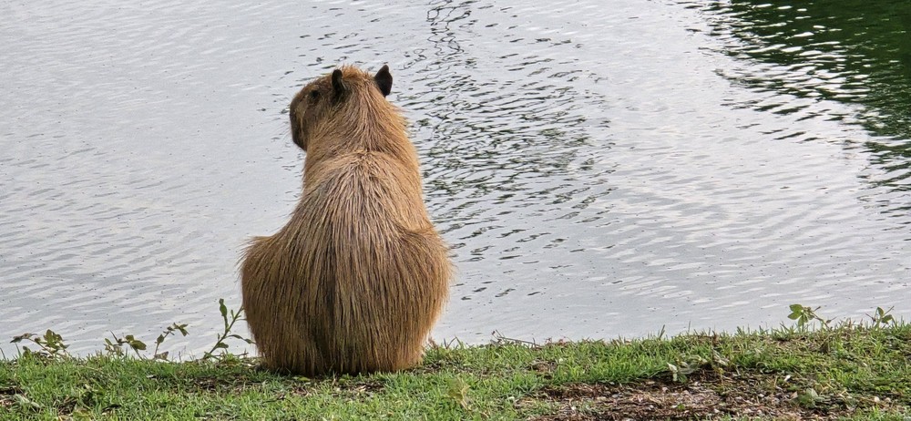 capivaras com pelagem douradas devido ao calor extremo