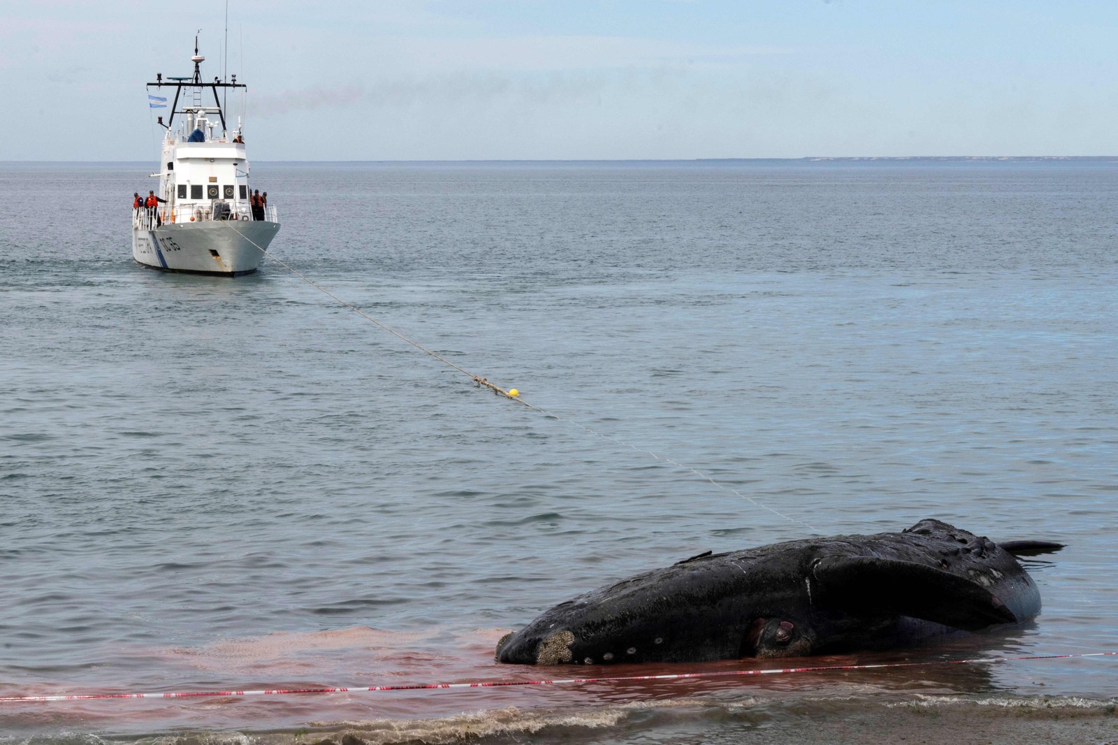 Navio do Comando Naval reboca uma baleia franca austral (Eubalaena australis) morta na praia de El Doradillo para levá-la a uma praia deserta longe da presença de pessoas, em Puerto Madryn, província de Chubut, Argentina — Foto: PABLO PORCIUNCULA/AFP