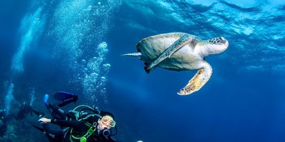 Viagem ao fundo do mar – Meio ambiente