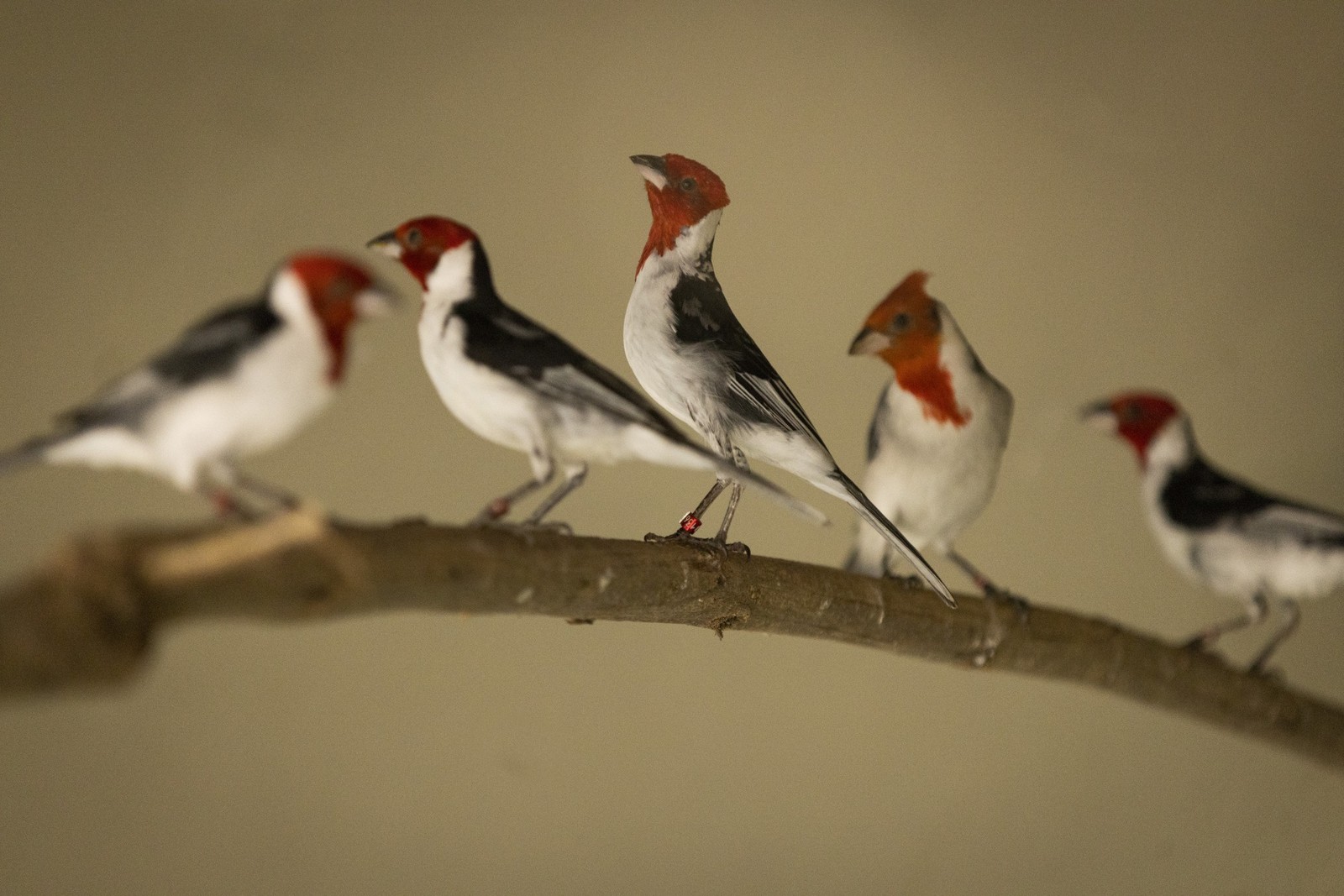 Exemplares do pássaro cardeal-do-nordeste, também conhecido como galo de campina.  — Foto: Márcia Foletto / Agência O Globo