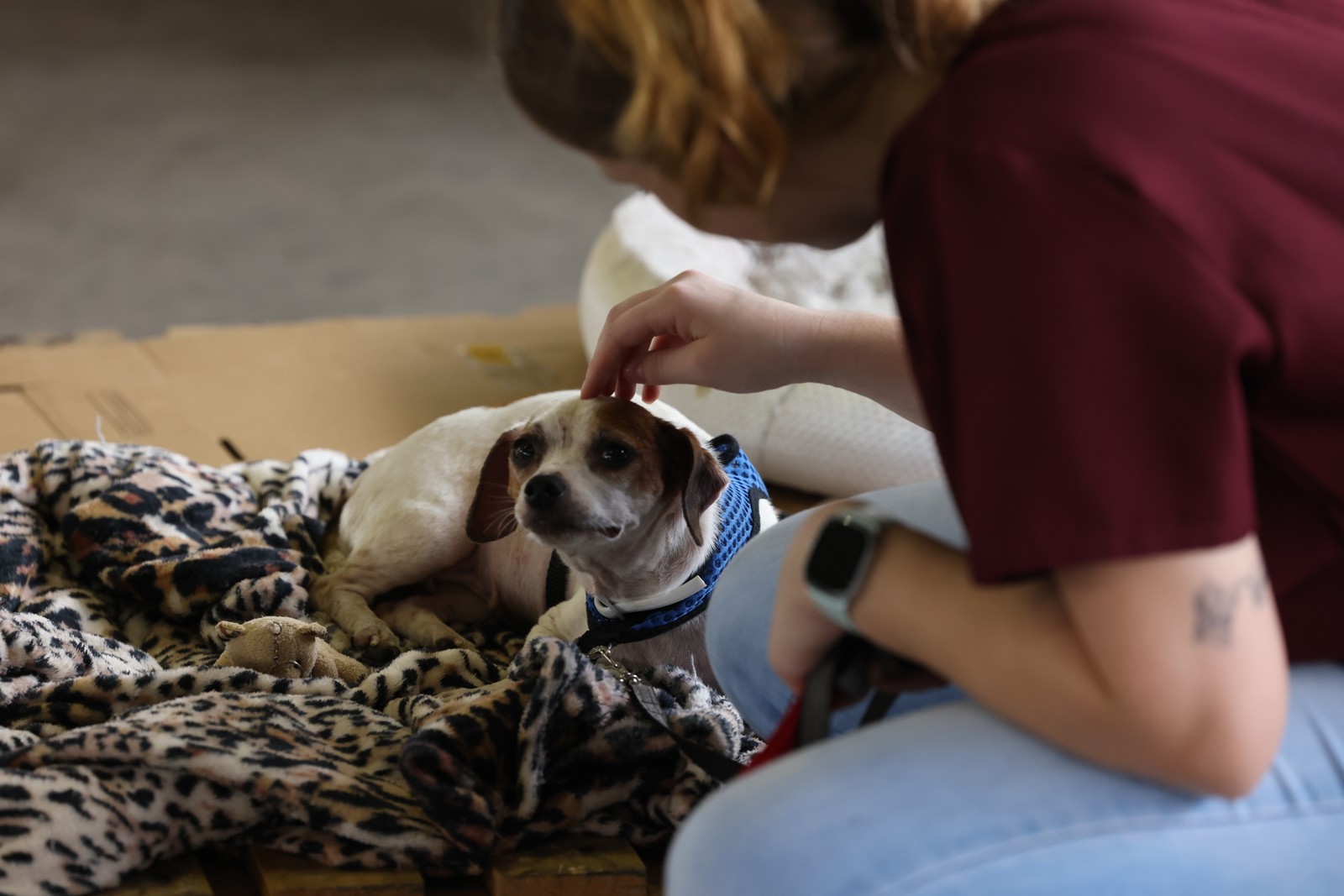 Organizações e grupos independentes estão usando as redes sociais para criar anúncios e ajudar os pets a encontrar seus donos ou um novo lar em meio ao caos. — Foto: Marcelo Oliveira/PMSM