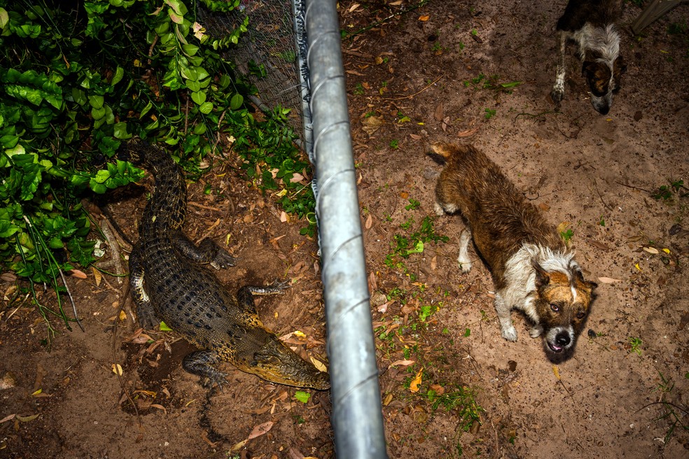 Do lado de fora do recinto do réptil, os cães de Dave James visitam seu crocodilo de estimação, Rex — Foto: Matthew Abbott / The New York Times