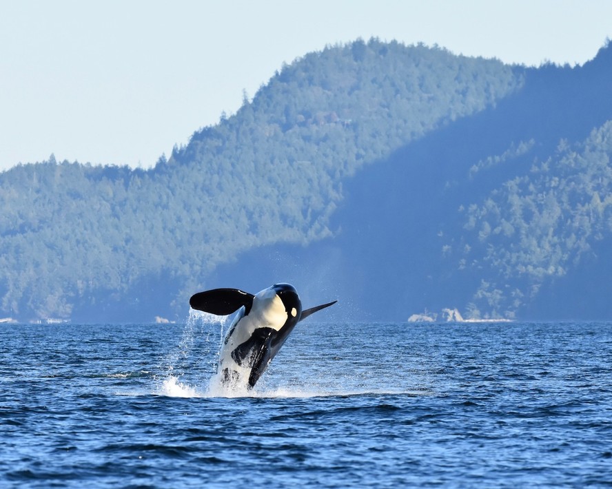 Orca na Costa Oeste dos Estados Unidos: comportamento complexo e ainda pouco conhecido