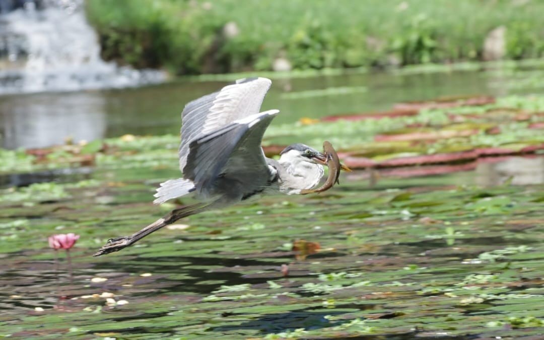 Flagrante no Jardim Botânico: garça-moura destroça traíra no lago das vitórias-régias - QTU Questões do Universo