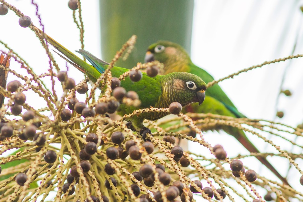 Fruto da palmeira juçara vira fonte de renda e preservação da Mata  Atlântica em SP, Globo Rural