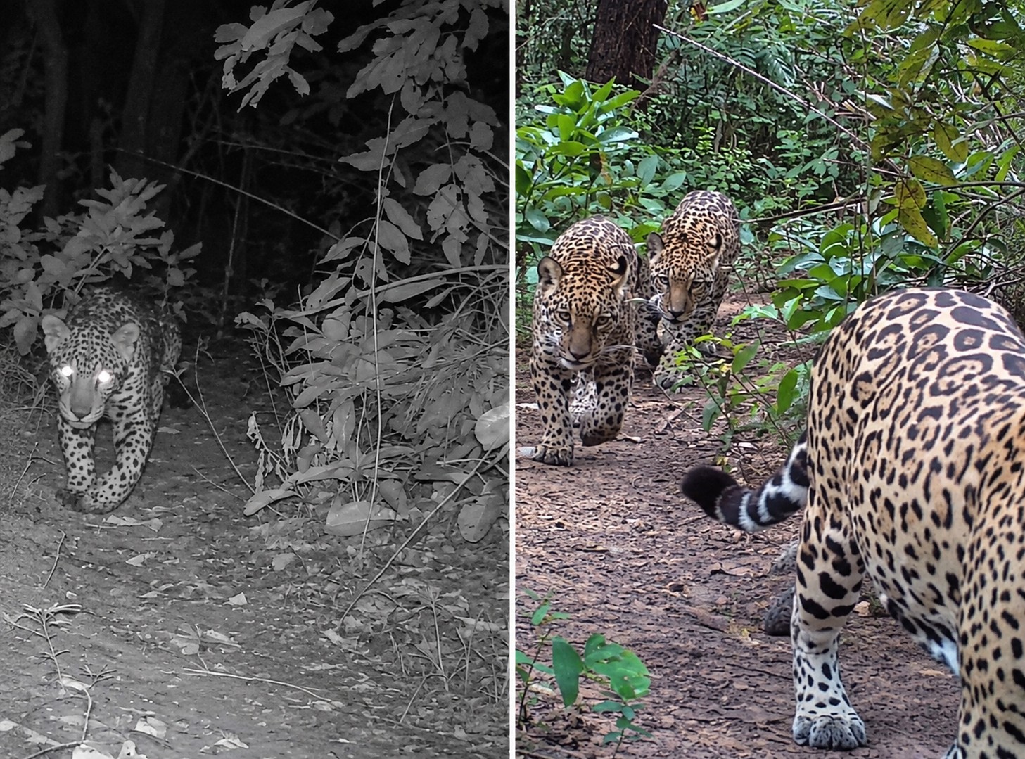 Onça-pintada que atacava gado reaparece com dois filhotes no Pantanal após um ano