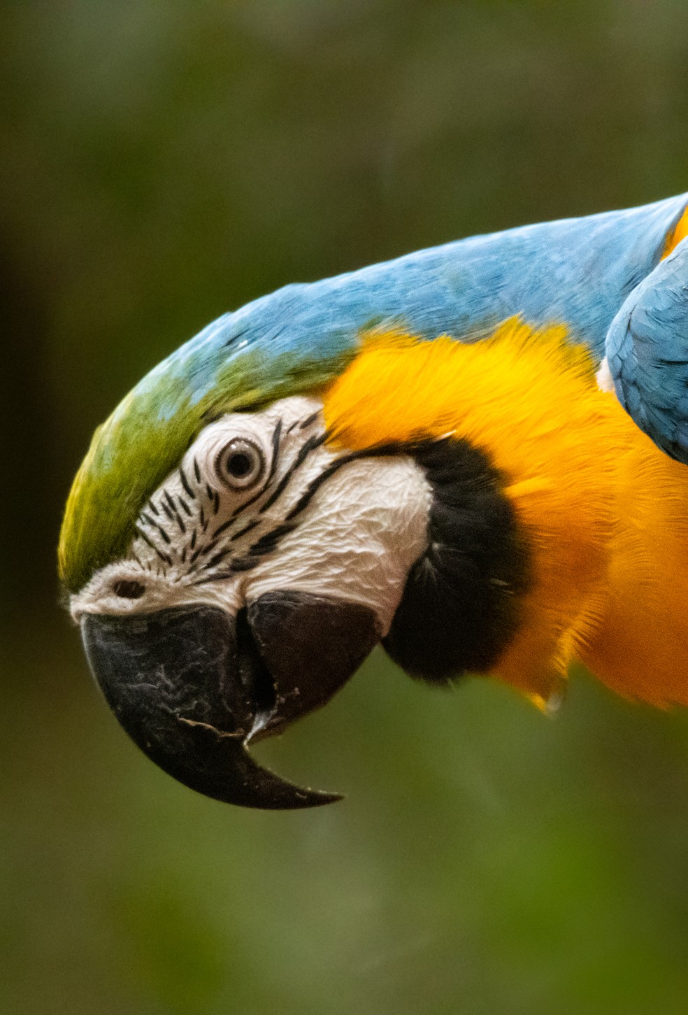 Arara-canindé reintroduzida no Parque Nacional da Tijuca, em fase de adaptação — Foto: Divulgação/Flavia Zagury