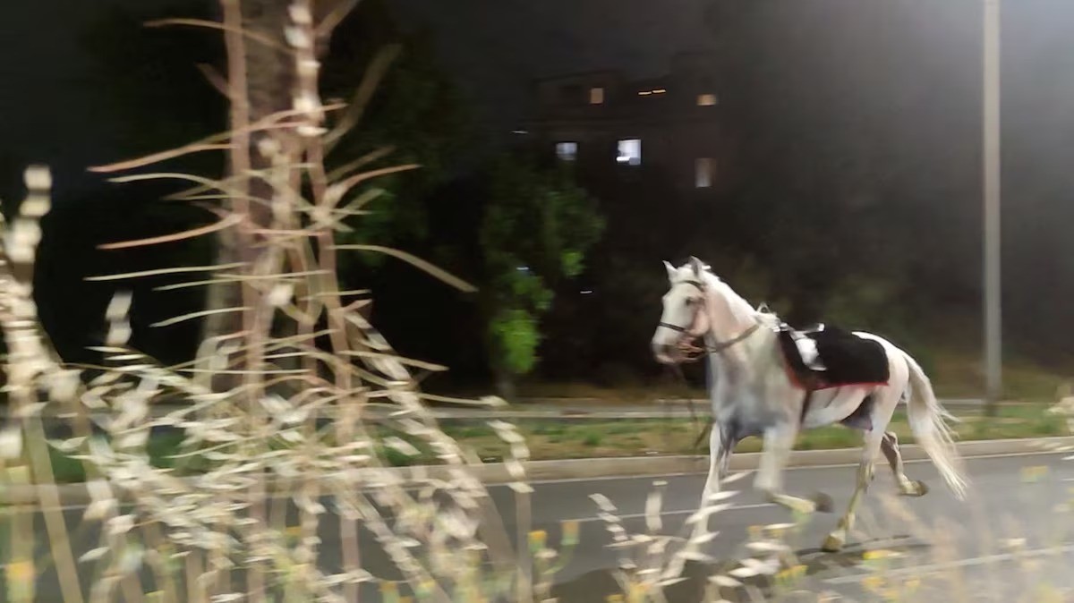 Cavalos se assustam com fogos, fogem por ruas de Roma e deixam quatro feridos durante ensaio para Dia da República; vídeo