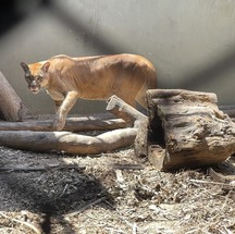 Único centro de triagem de animais silvestres no Rio, em Seropédica, está fechado após surto de tuberculose em macacos. O lugar já não recebia animais do estado do Rio devido a problemas judiciais com o Inea. Agora, a situação se agrav — Foto: Pedro Henrique Antunes / Ibama-RJ