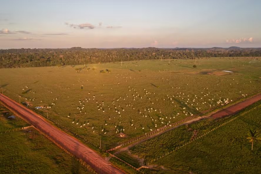 Agropecuária cresce mais de 500% no entorno de áreas protegidas na Amazônia em quatro décadas, mostra MapBiomas