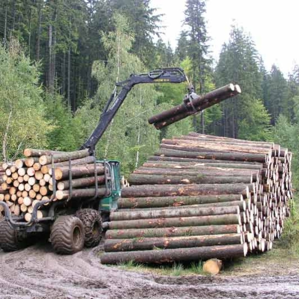Em seu site, a Forest Stewardship Council (FSC) afirma que "tomará providências" contra a empresa que violar os padrões ou estiver envolvida em atividades florestais destrutivas — Foto: FSC/Divulgação