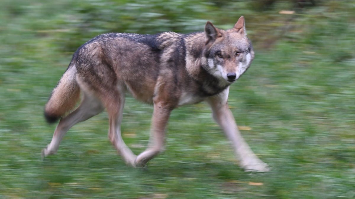 Caso sem precedentes: lobo invade área comercial na Alemanha, fere mulher e força autoridades a decidir entre soltura ou abate