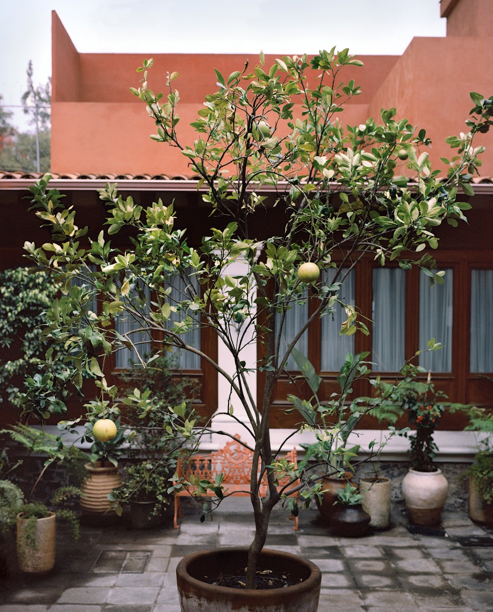 Uma jovem toranja aguarda para ser plantada no Museu Casa Kahlo, na Cidade do México — Foto: Pablo López Luz/The New York Times