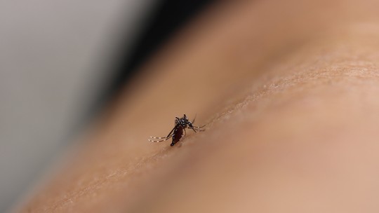 Dengue: apenas um estado ainda tem tendência de alta da doença; saiba qual