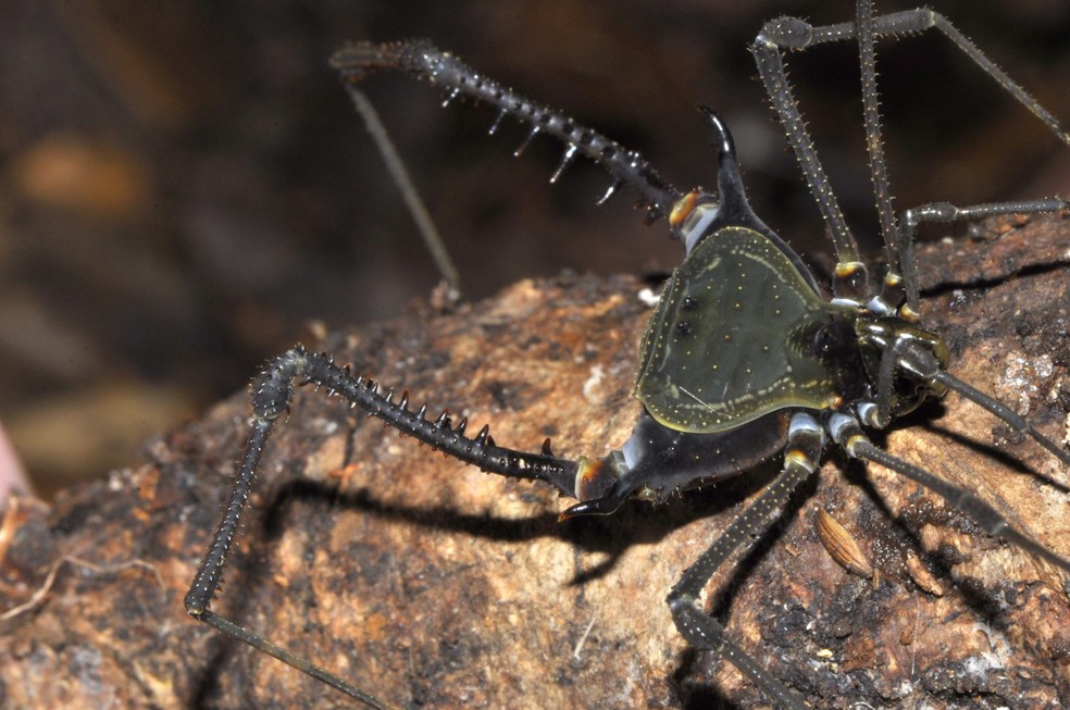 Novo aracnídeo descoberto em Minas — Foto: Divulgação/Adriano Kury