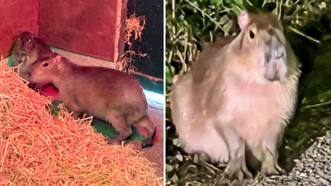Samba, a capivara ‘foragida’, é vista viva cinco meses após fugir de zoológico no Reino Unido - Foto