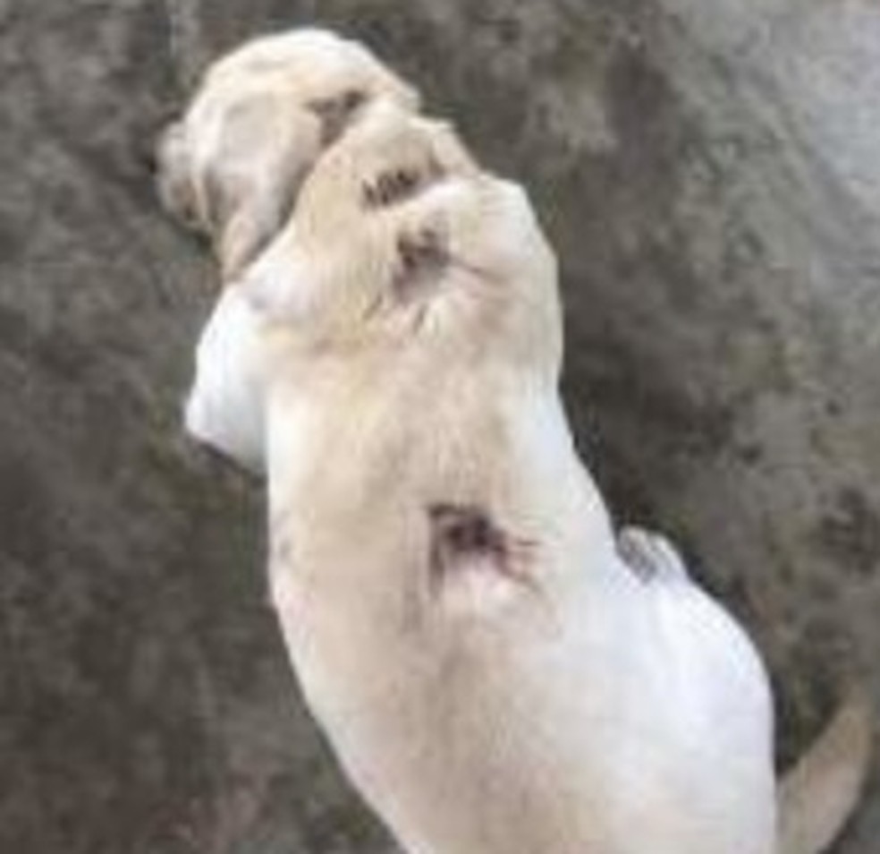 Os ferimentos em um dos cachorros atacados pelos pitbulls de Orochi — Foto: Reprodução