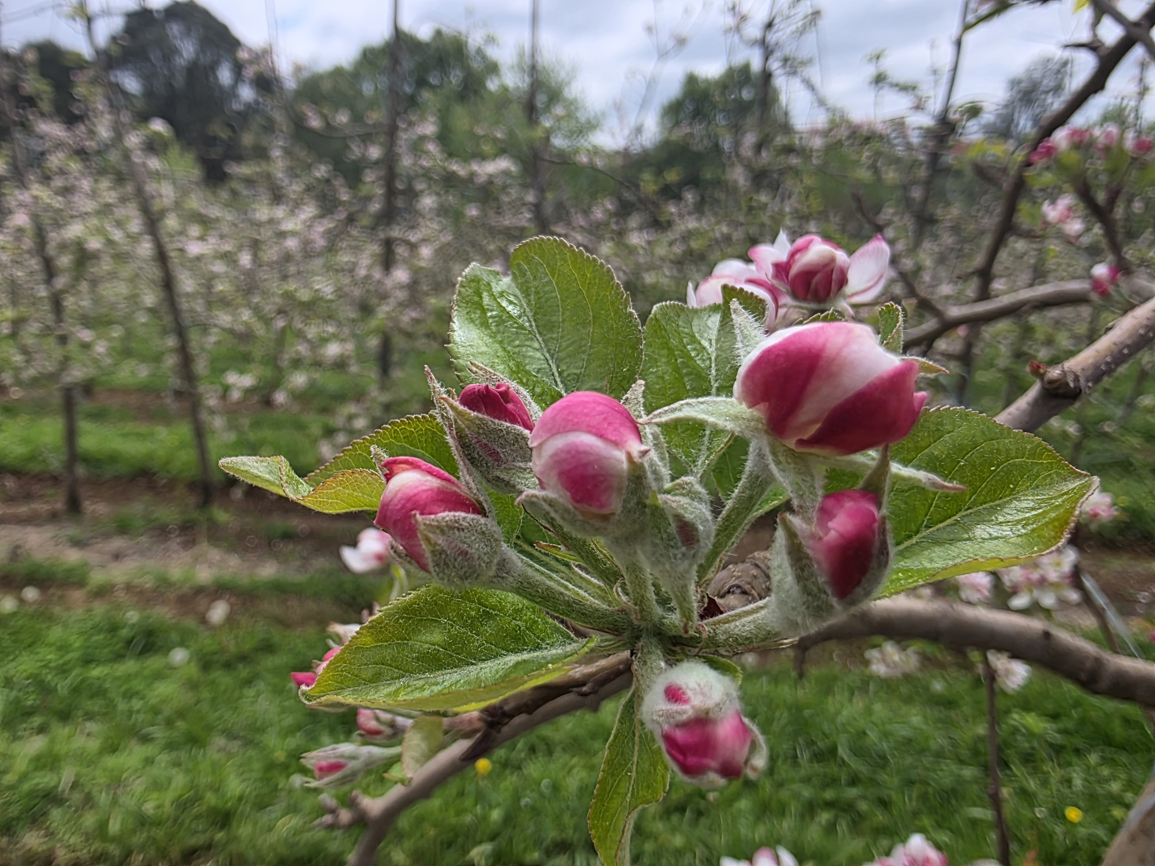Florada das macieiras embeleza o Sul no início da primavera