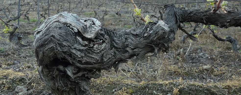 Vinha velha da Quinta do Crasto — Foto: Reprodução