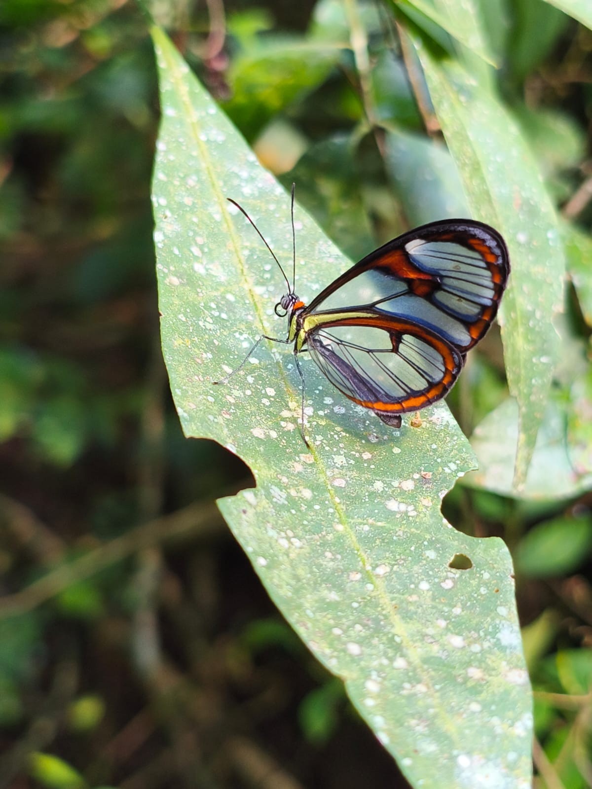 Quase invisível, borboleta-asa-de-vidro aparece em
