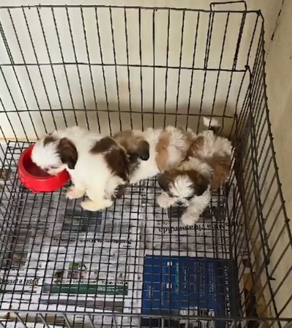 Cachorros resgatados na operação — Foto: Divulgação / PCDF