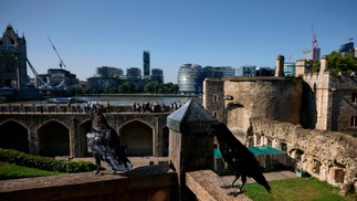 Corvos descançam nas muralhas da Torre de Londres, às margens do Rio Tâmisa, depois de saírem de suas gaiolas — Foto: Benjamin Cremel / AFP