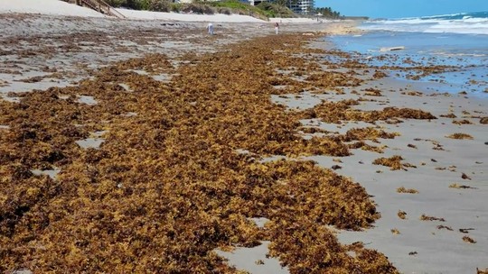 Pesquisadores encontram ‘grandes quantidades’ de bactérias comedoras de carne em algas nos EUA; entenda 