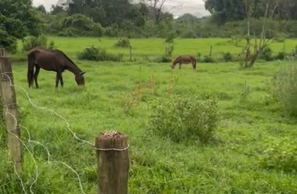 Polícia fecha abatedouro clandestino de cavalos em Quitandinha