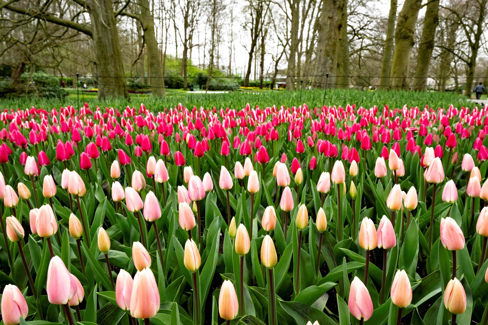 Tulips at Keukenhof Gardens in Lisse, outside Amsterdam, Netherlands — Photo: Nick Gammon / AFP