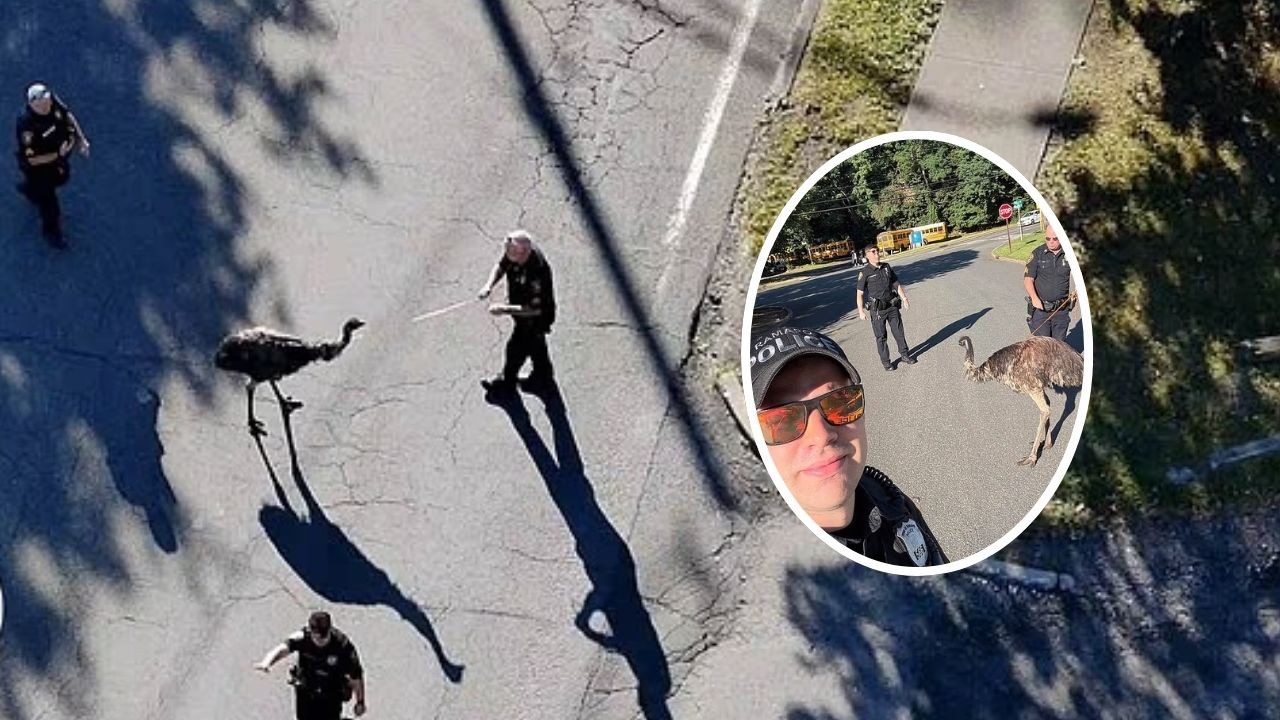 Drone, perseguição e três tentativas: Policiais passam perrengue para capturar ema que fugiu de zoológico nos EUA; vídeo - Foto