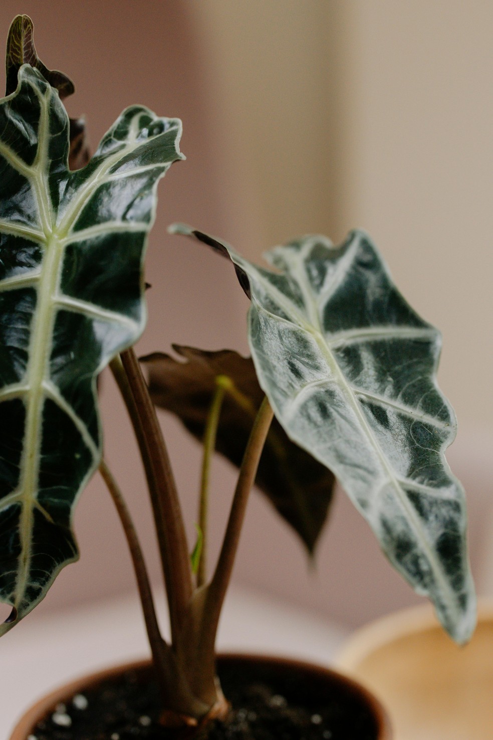 Orelha de elefante — Foto: Divulgação