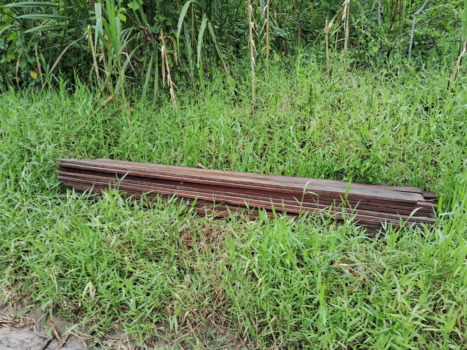 Madeiras cortadas para comercialização — Foto: Siã Huni Kuin / Askarj