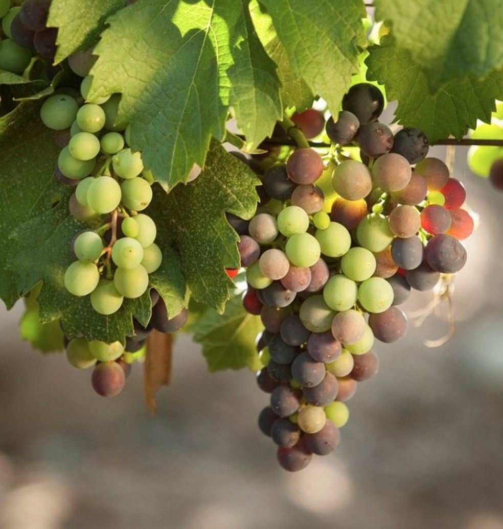 Uvas de vinhedos da Cobos, em Mendoza — Foto: Divulgação Viña Cobos