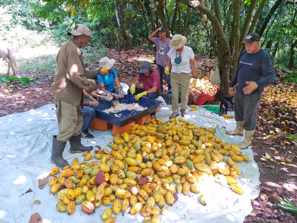 Fazenda Cacau, em Cachoeiras de Macacu — Foto: divulgação