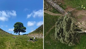 Sycamore Gap: dois homens são acusados ​​de derrubar famosa árvore de mais de 150 anos no Reino Unido