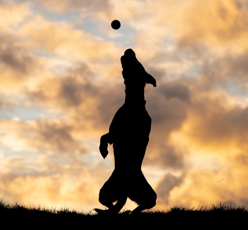 Silhueta de cachorro jogando bola — Foto: Comedy Pet Photo Awards/Christine Johnson